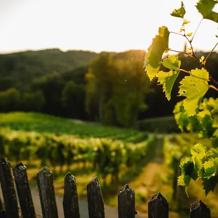 Gaestezimmer Weingut Pongratz Am Kranachberg Gamlitz